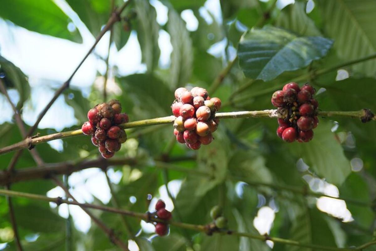 một chùm quả mọng đỏ trên cành cây