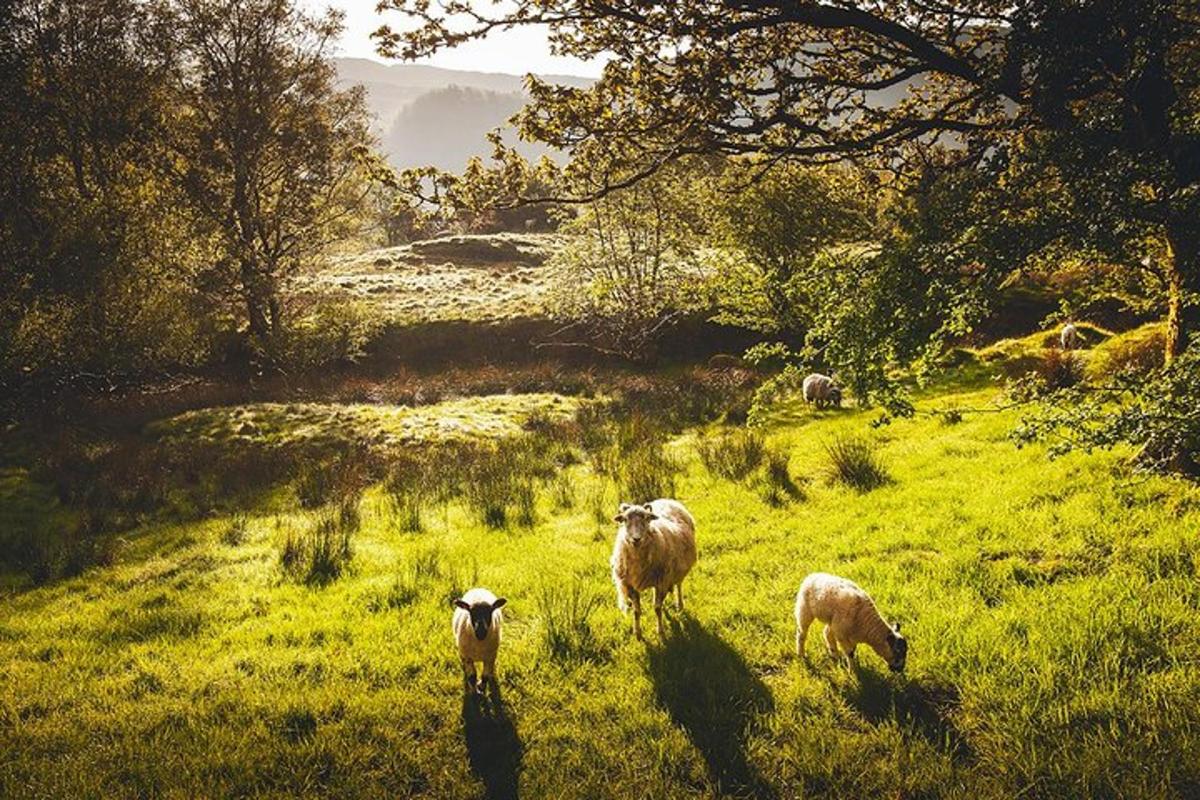 a group of sheep grazing in a field of grass