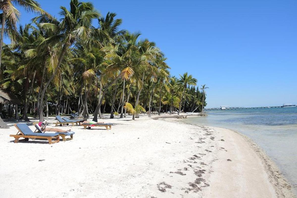 egy strand székekkel, pálmafákkal és az óceánnal