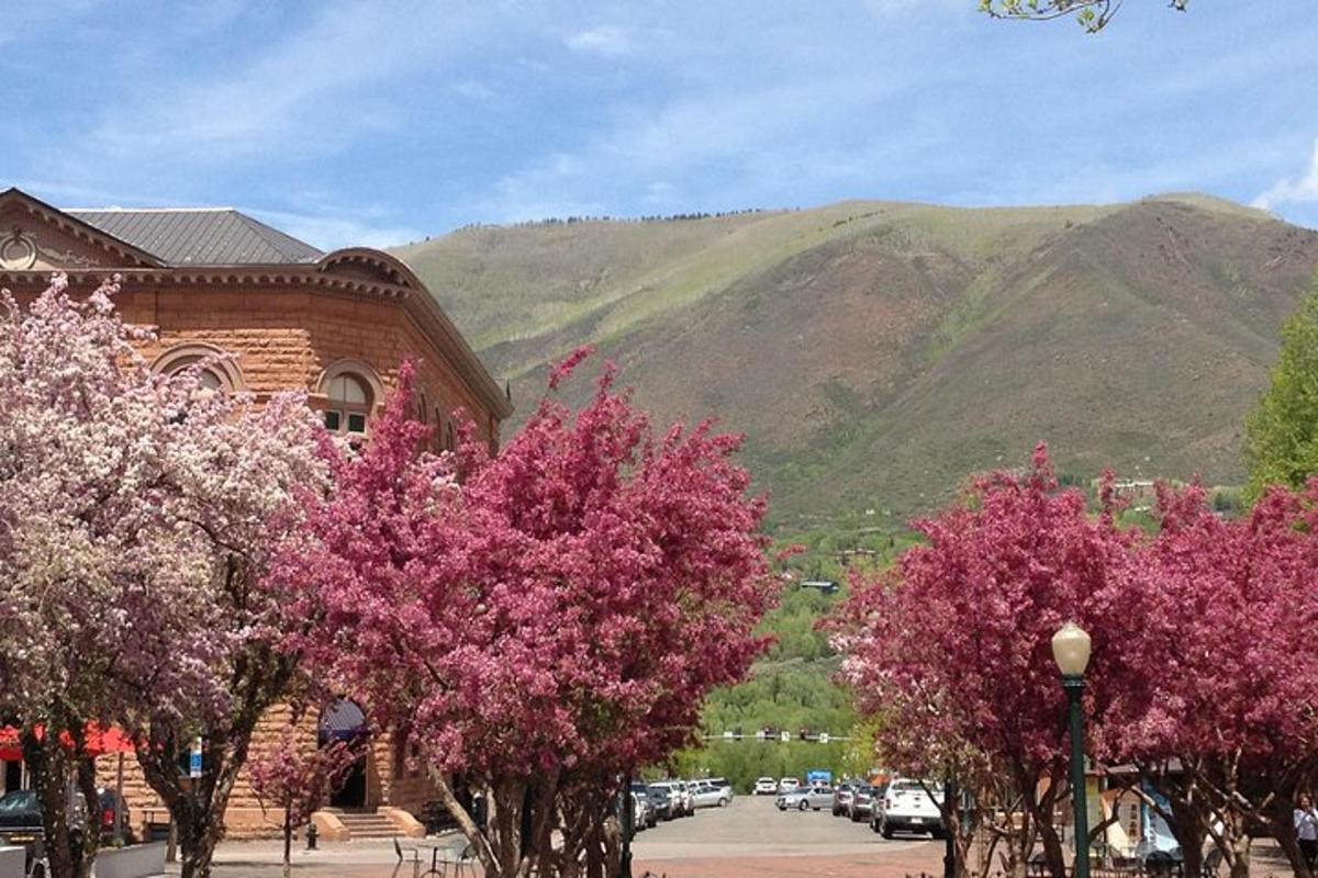 a group of trees with pink flowers in front of a building