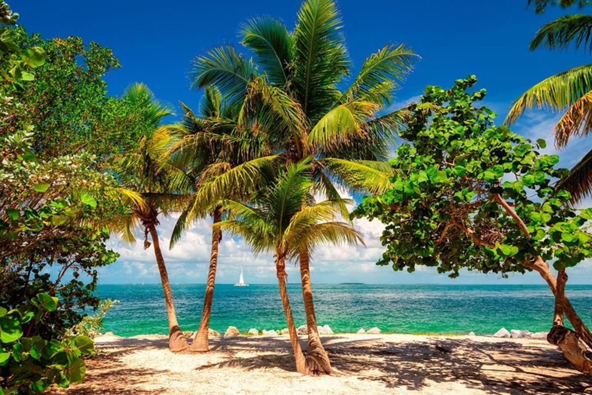 Un grupo de palmeras en una playa con el océano.