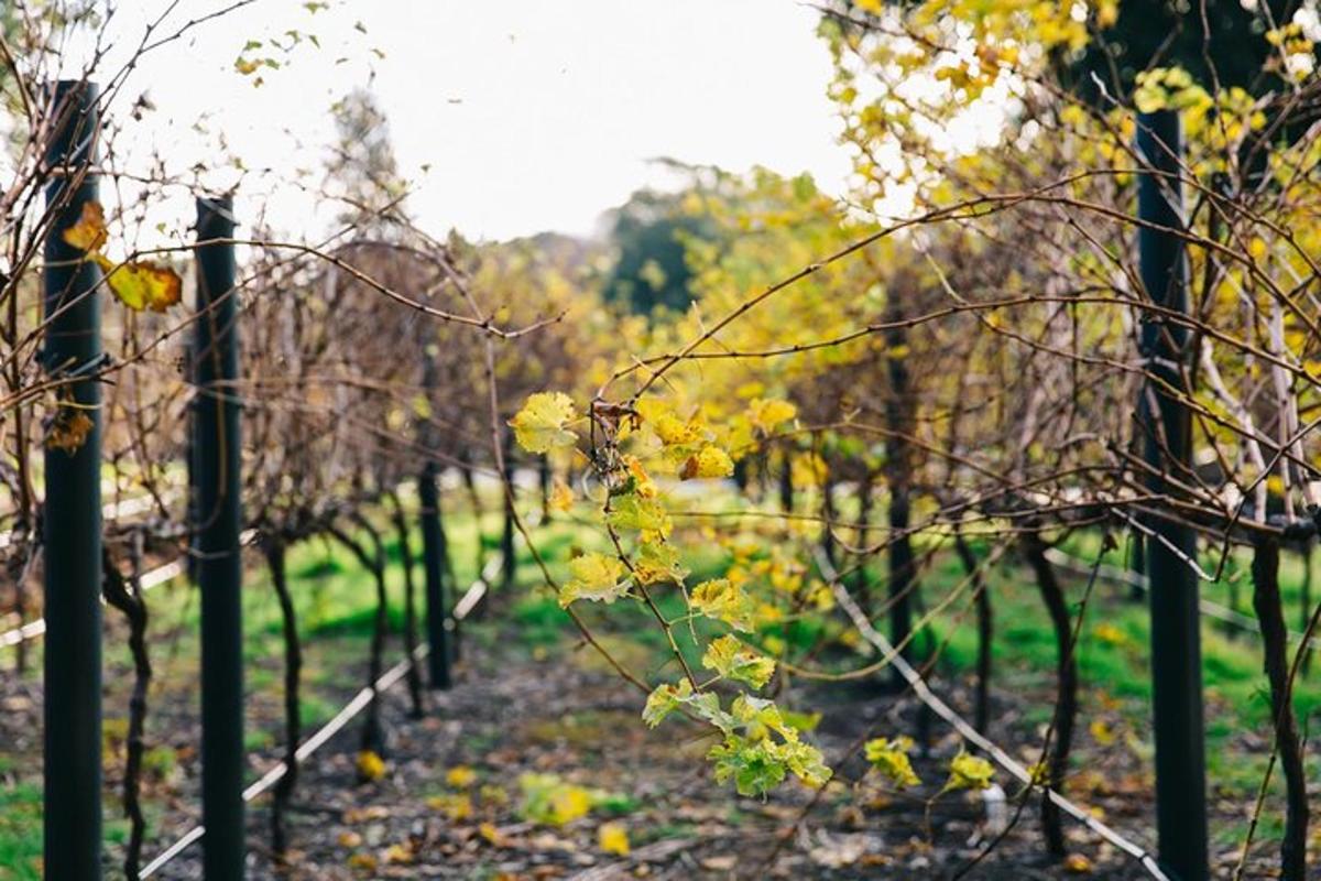 un vigneto in autunno con le foglie gialle