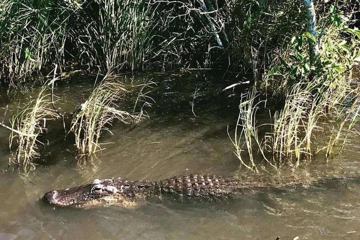 an alligator in the water next to some grass