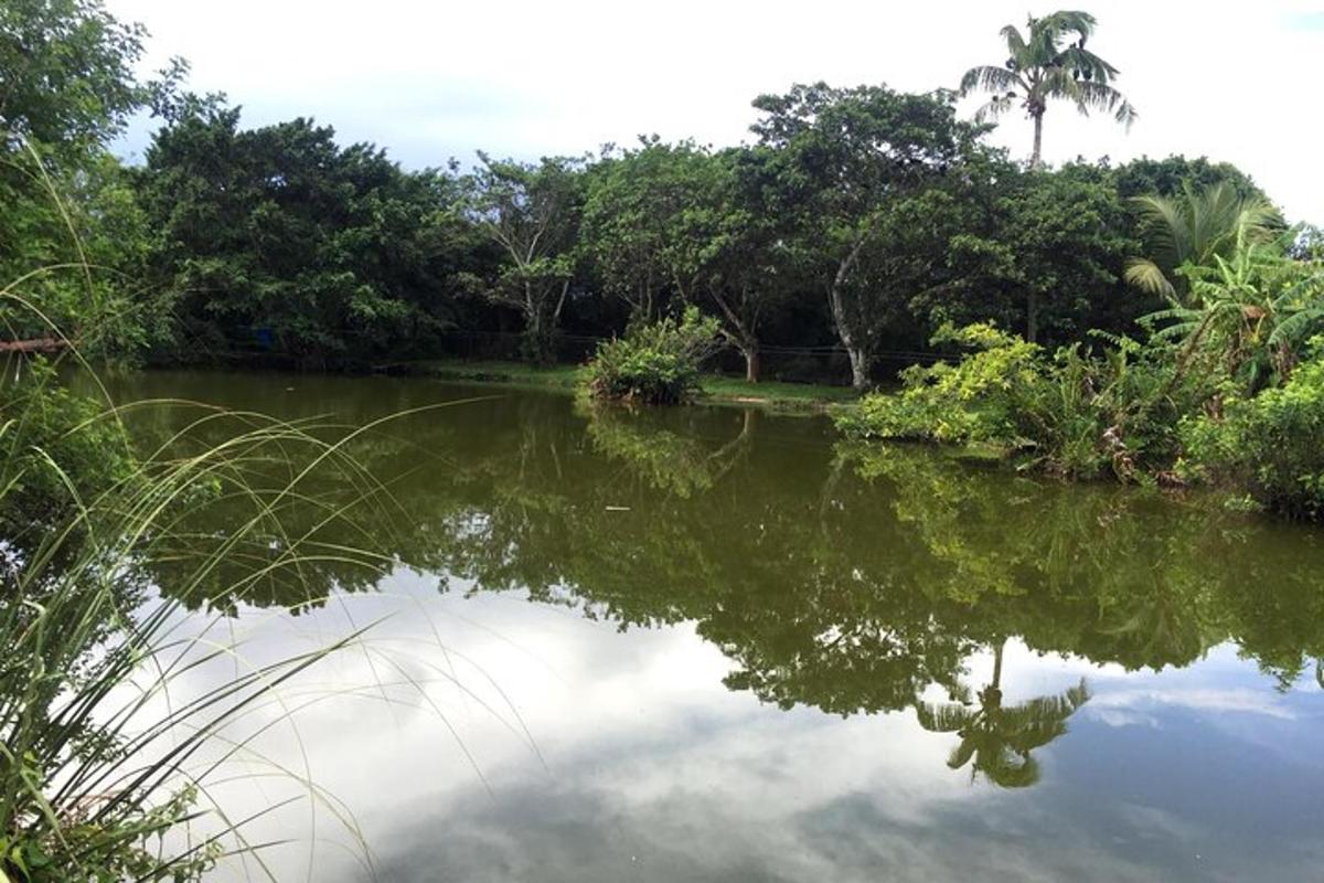 a body of water with trees in the background
