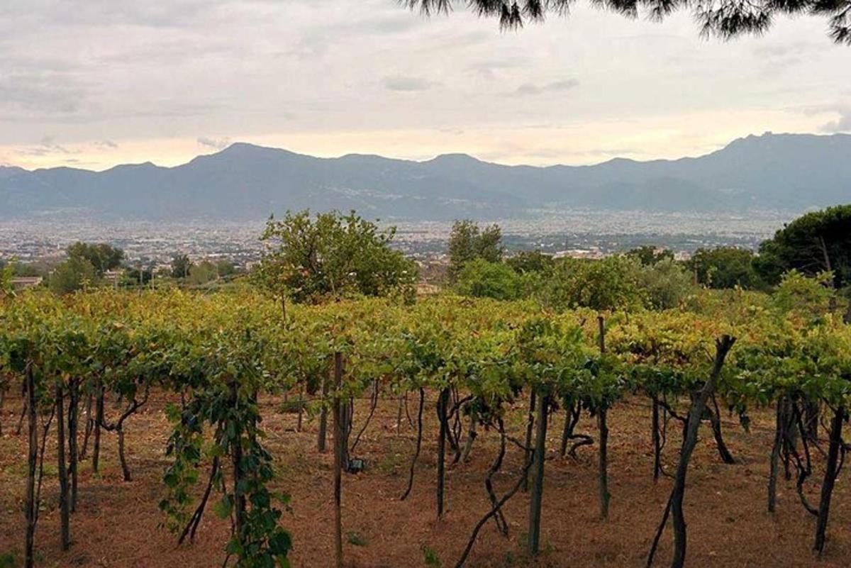 un filare di viti in un campo con le montagne sullo sfondo
