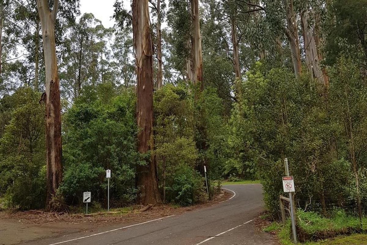 una strada tortuosa in mezzo a una foresta