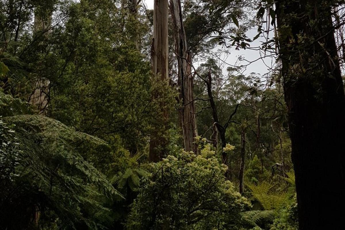 una foresta piena di alberi e cespugli