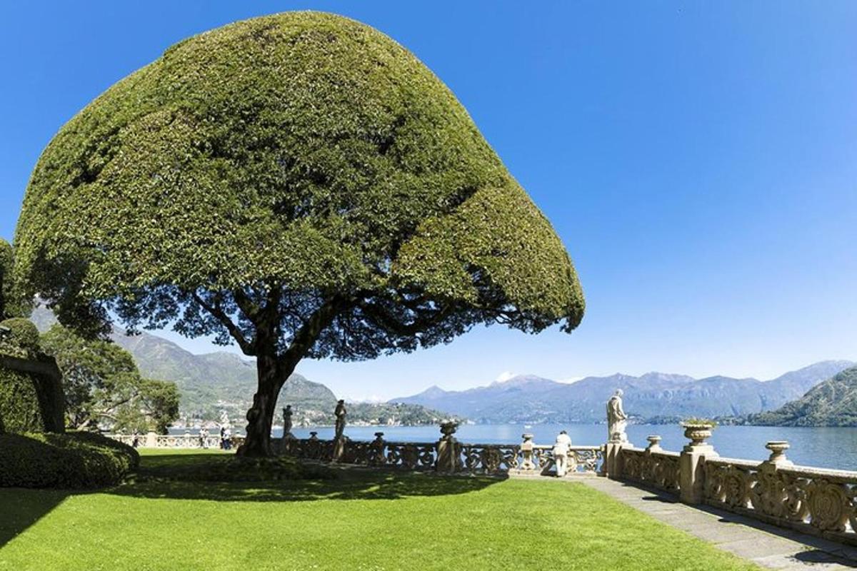 un albero in un parco vicino a uno specchio d'acqua