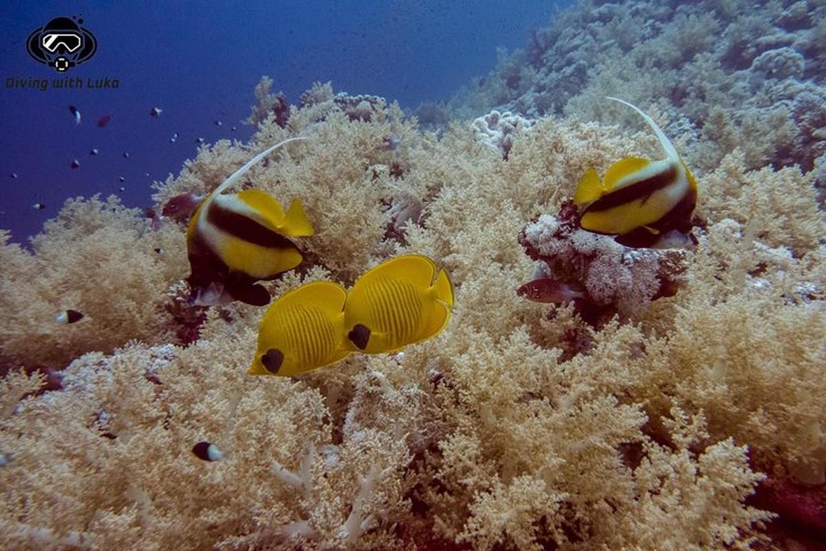 due pesci gialli su una barriera corallina