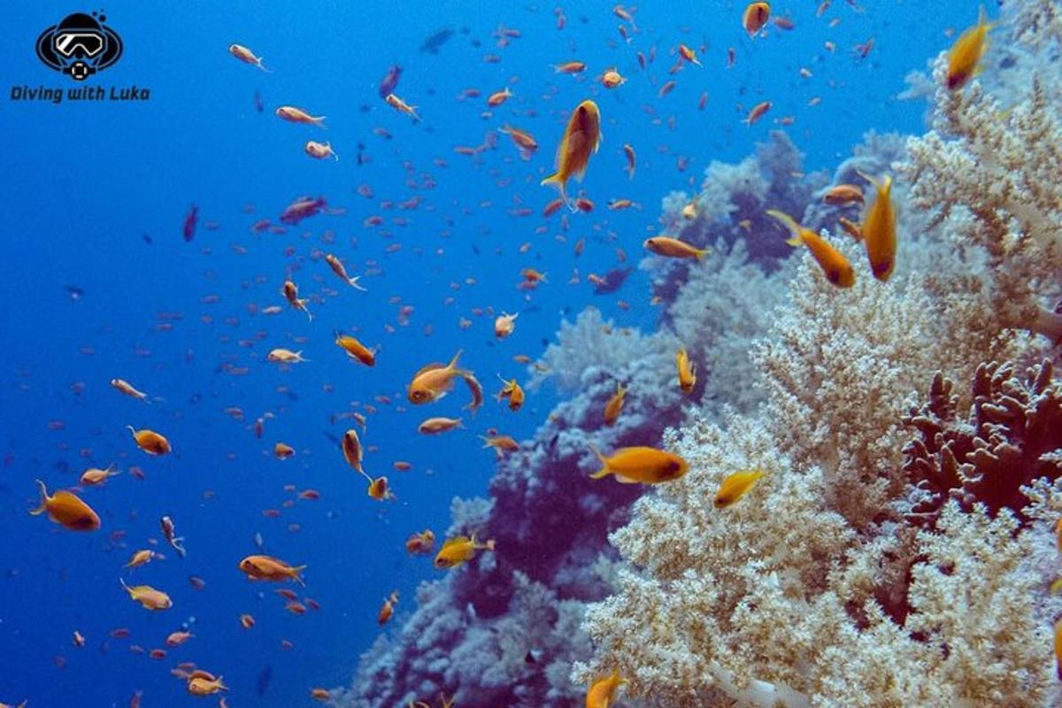 ένα κοπάδι ψαριών σε έναν κοραλλιογενή ύφαλο