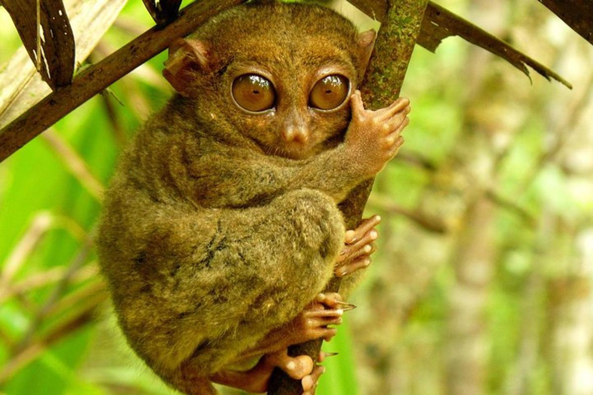 a small monkey is sitting on a tree branch