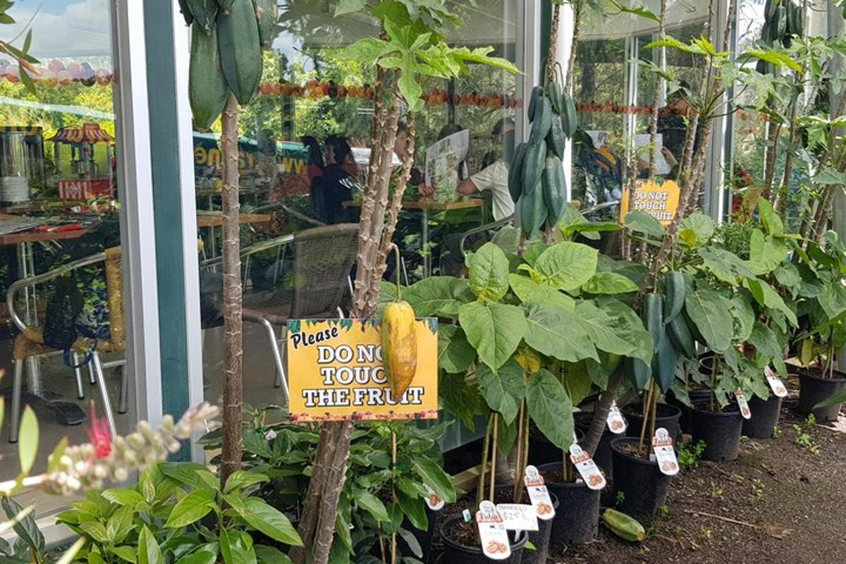 Una exhibición de plantas en una tienda de jardinería.