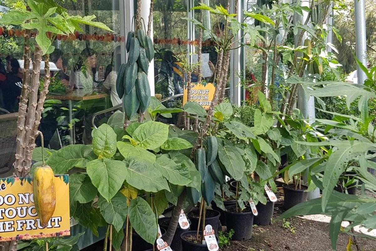 Un grupo de plantas en una tienda con un cartel.