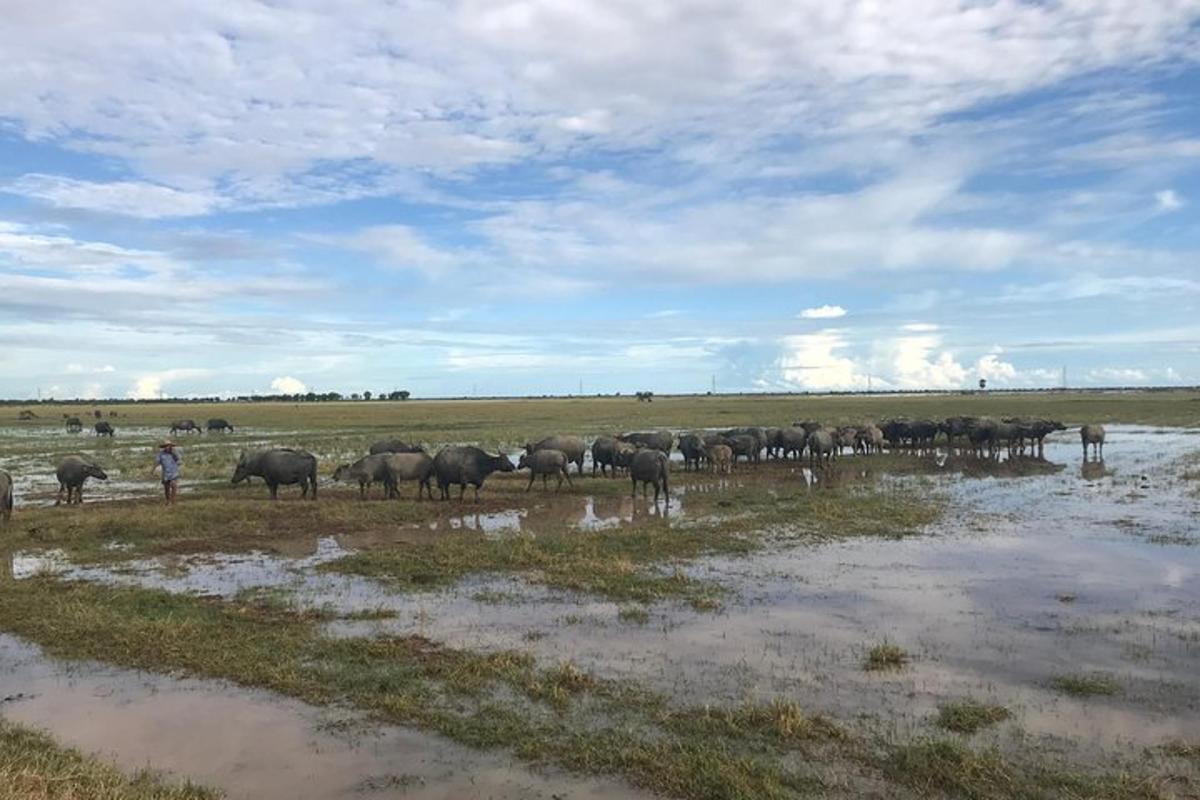 un ramat d'elefants dempeus en un camp