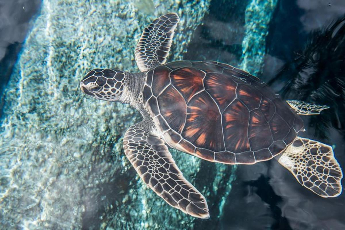 Attraction picture 6