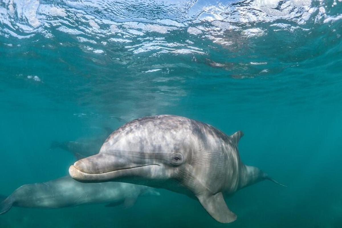a dolphin swimming underwater in the water