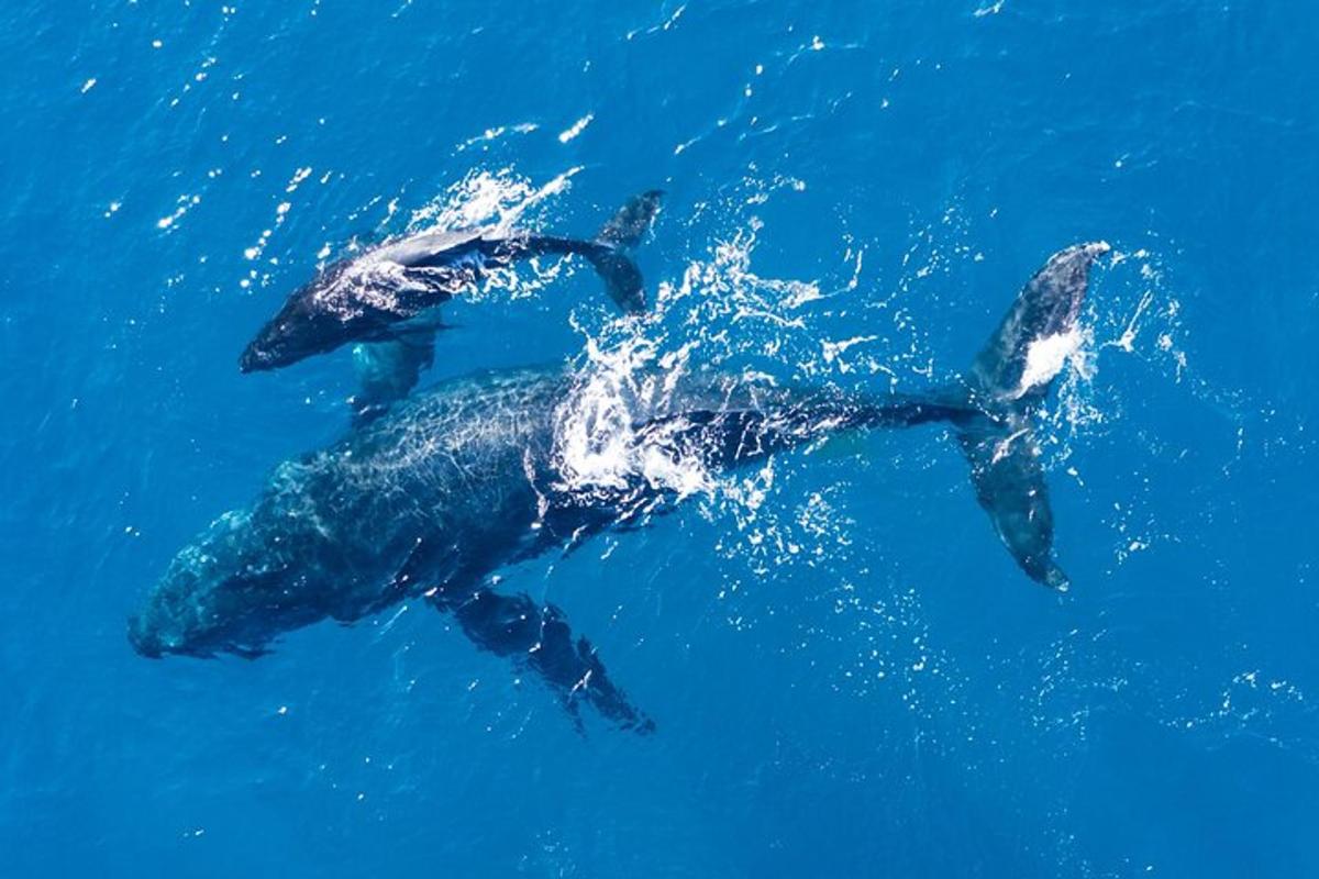 two dolphins swimming in the blue water