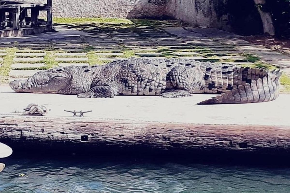 地面に横たわるワニの像