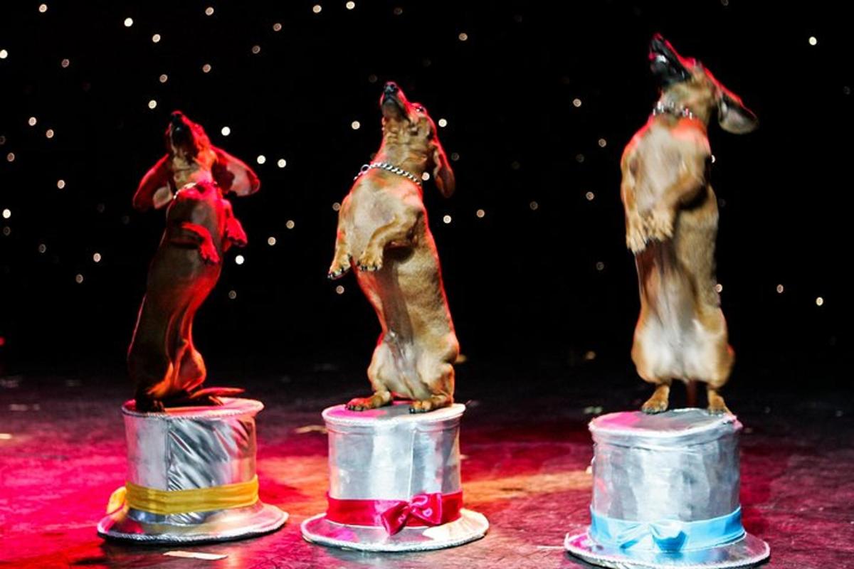 three dogs standing on drums on a stage