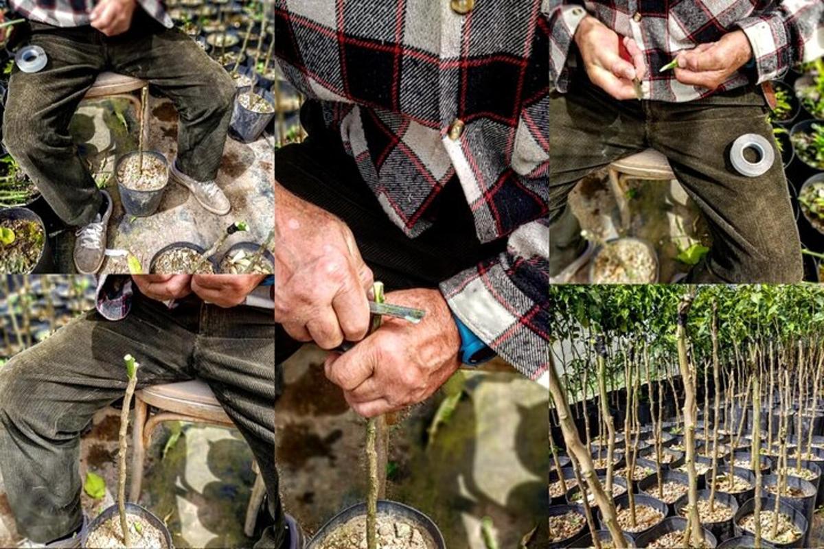 kolaj foto seorang lelaki memegang pasu tumbuhan