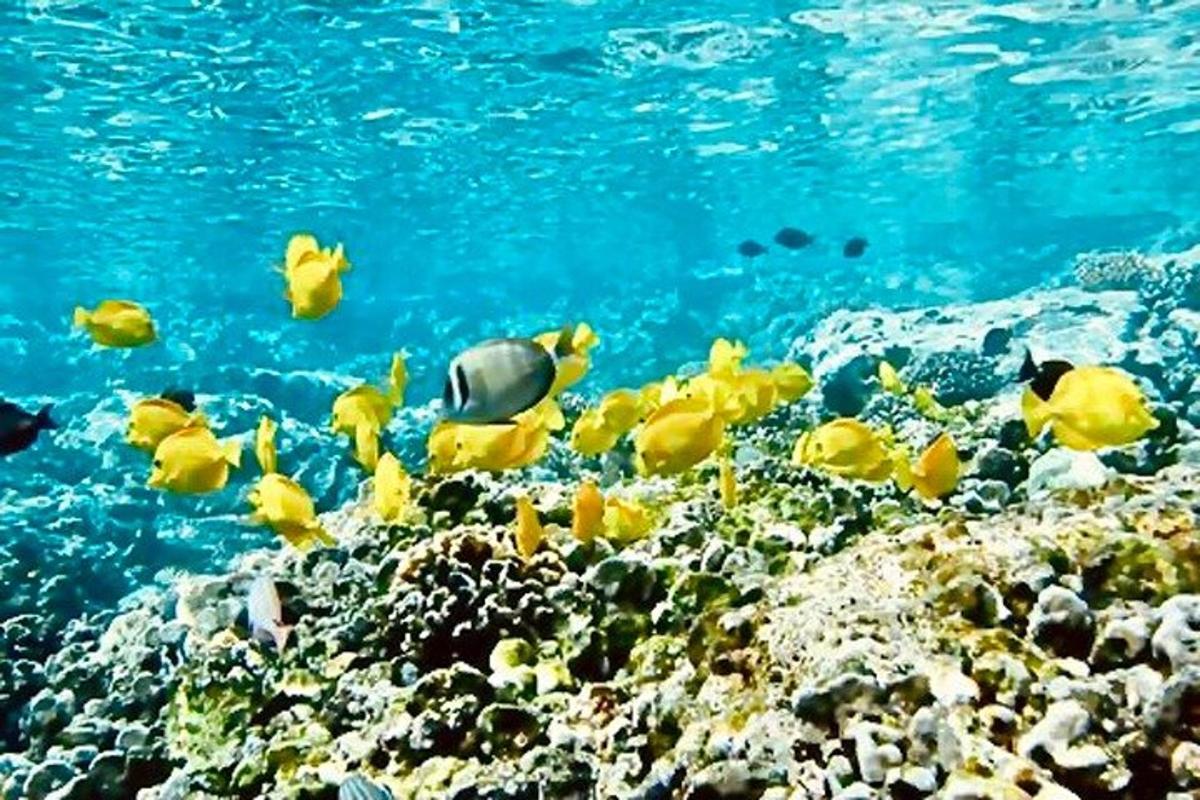 un grupo de peces nadando sobre un arrecife de coral