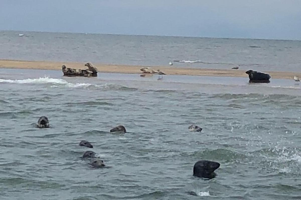 a group of seals swimming in the ocean