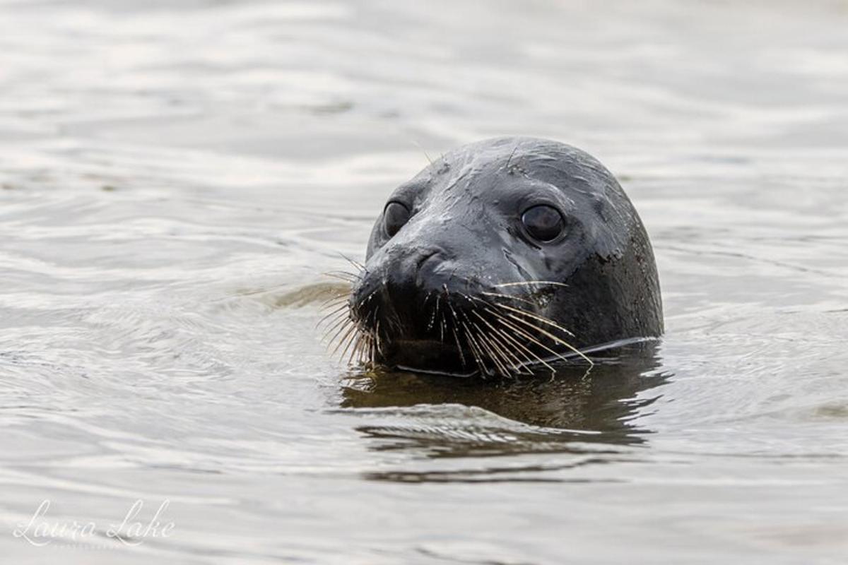 a seal in the water looking at the camera