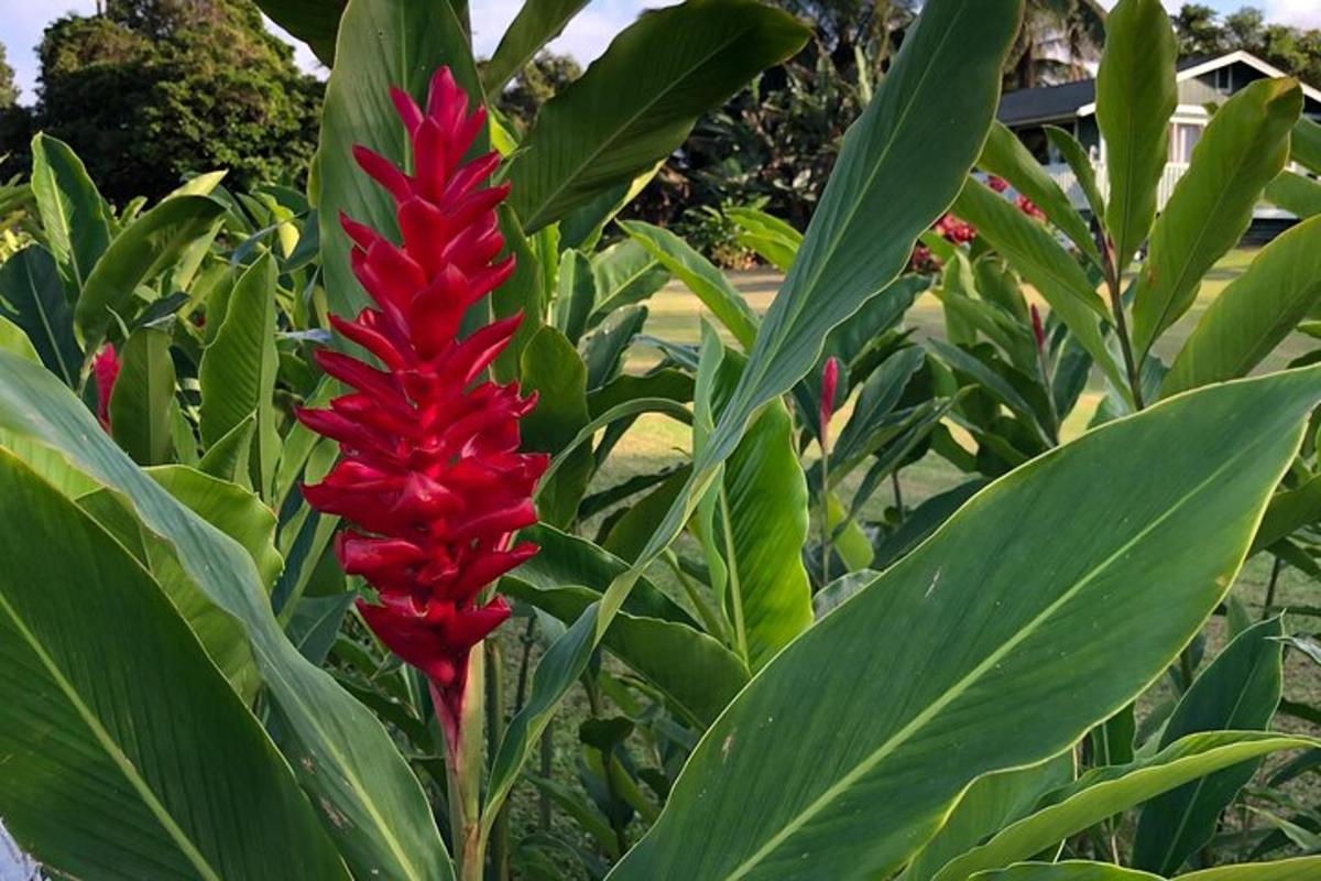 un fiore rosso in un giardino con foglie verdi
