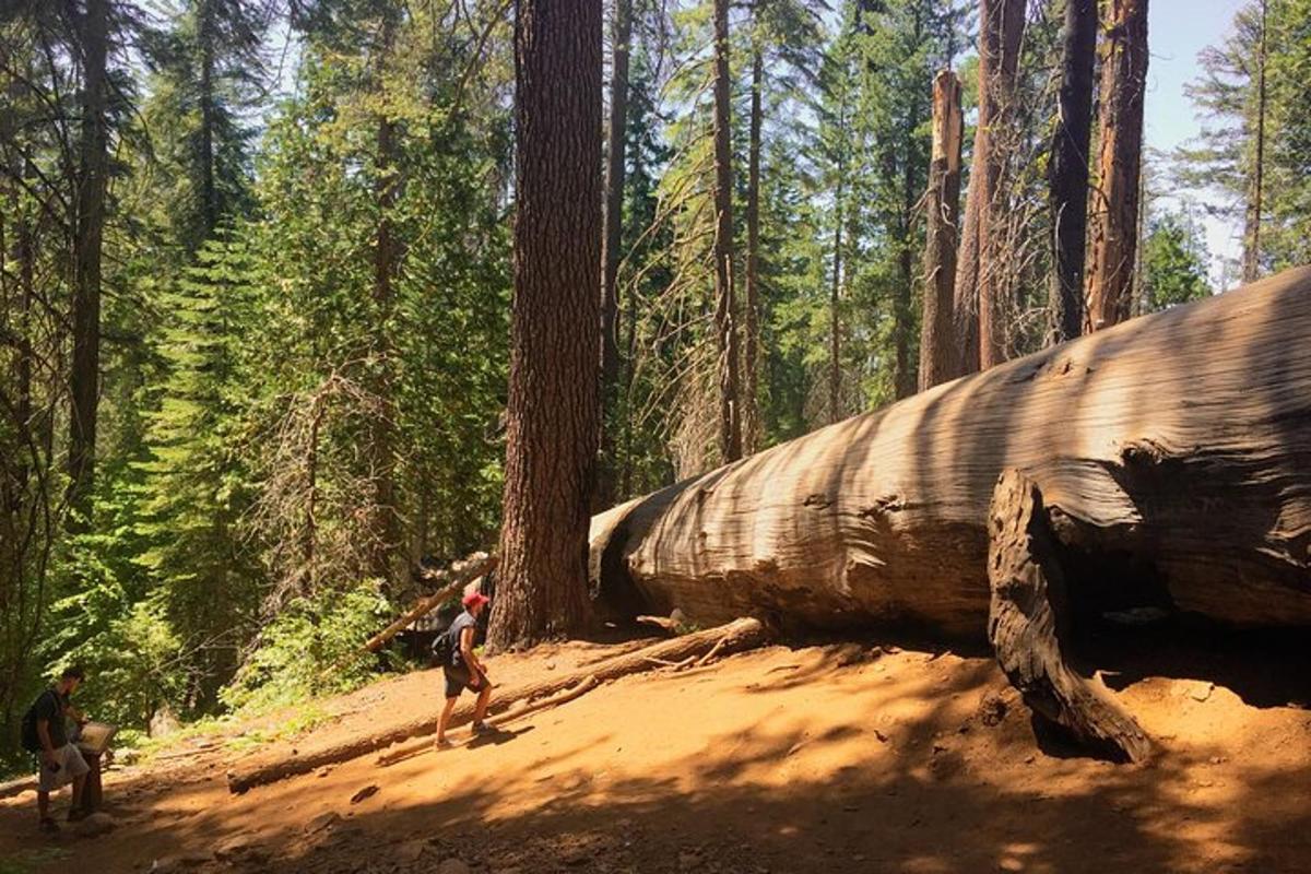 two people walking on a dirt trail in a forest