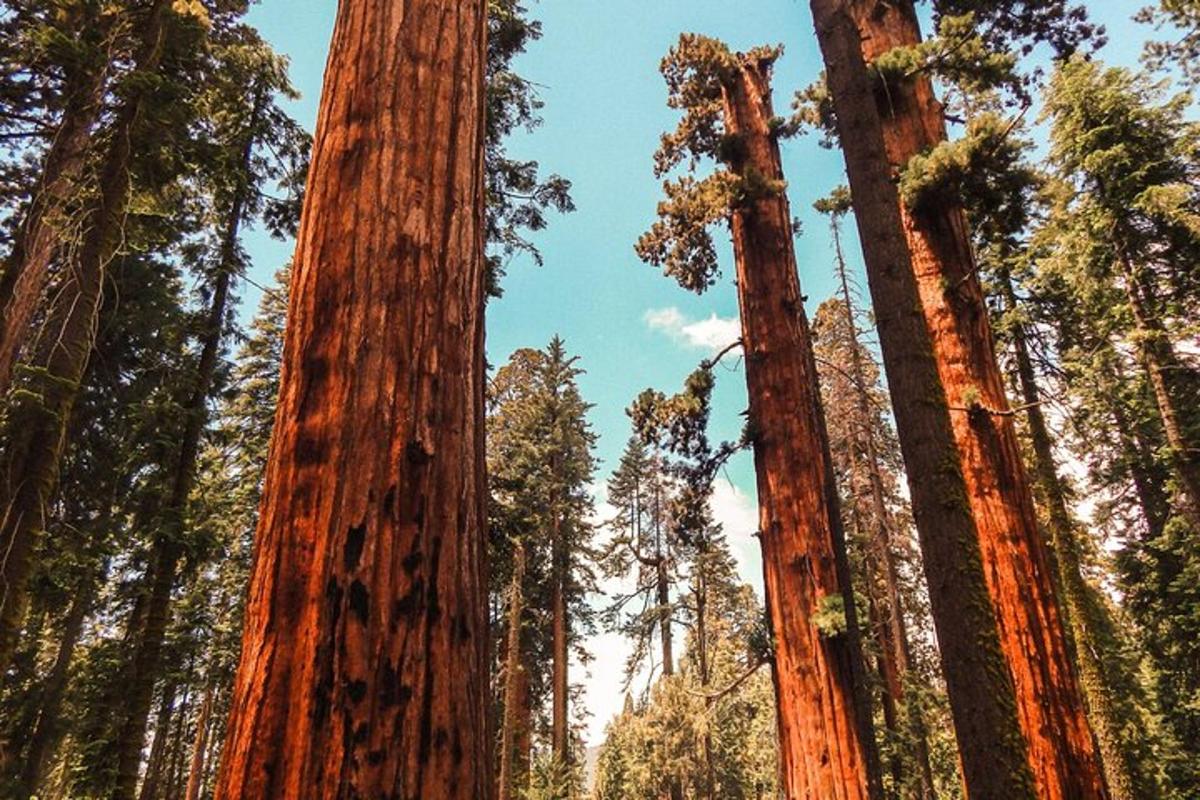 a group of tall trees in a forest