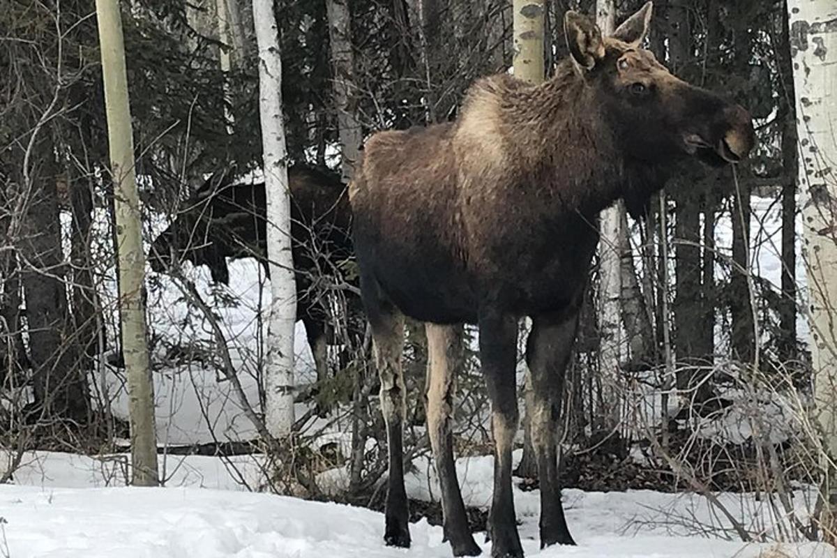 un gran ant marró dempeus a la neu