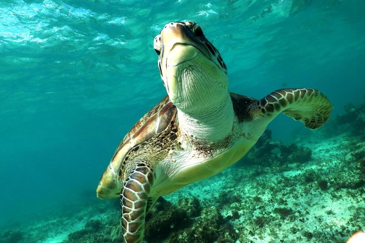 a green sea turtle swimming in the water