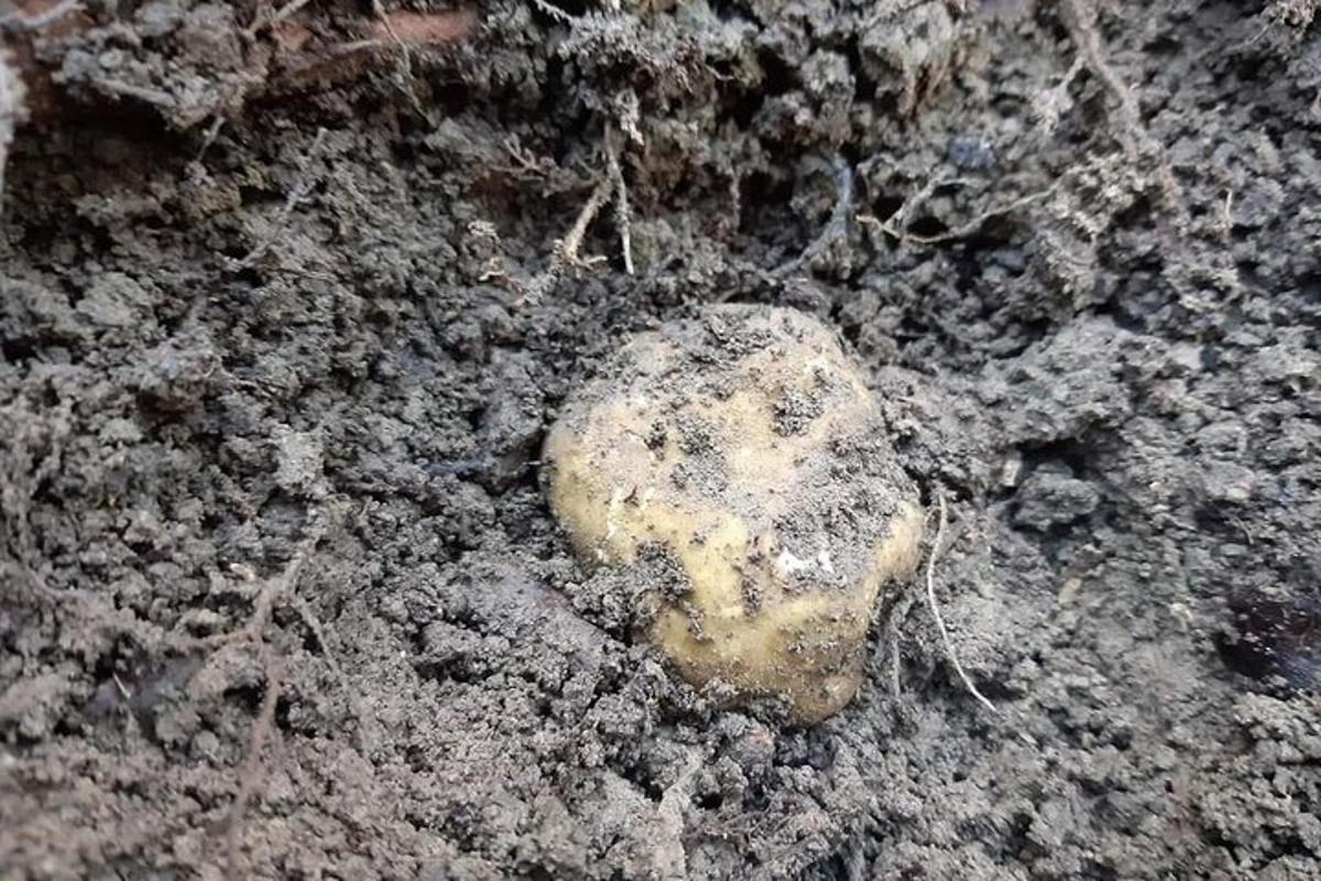 skala, ki leži na tleh v umazaniji