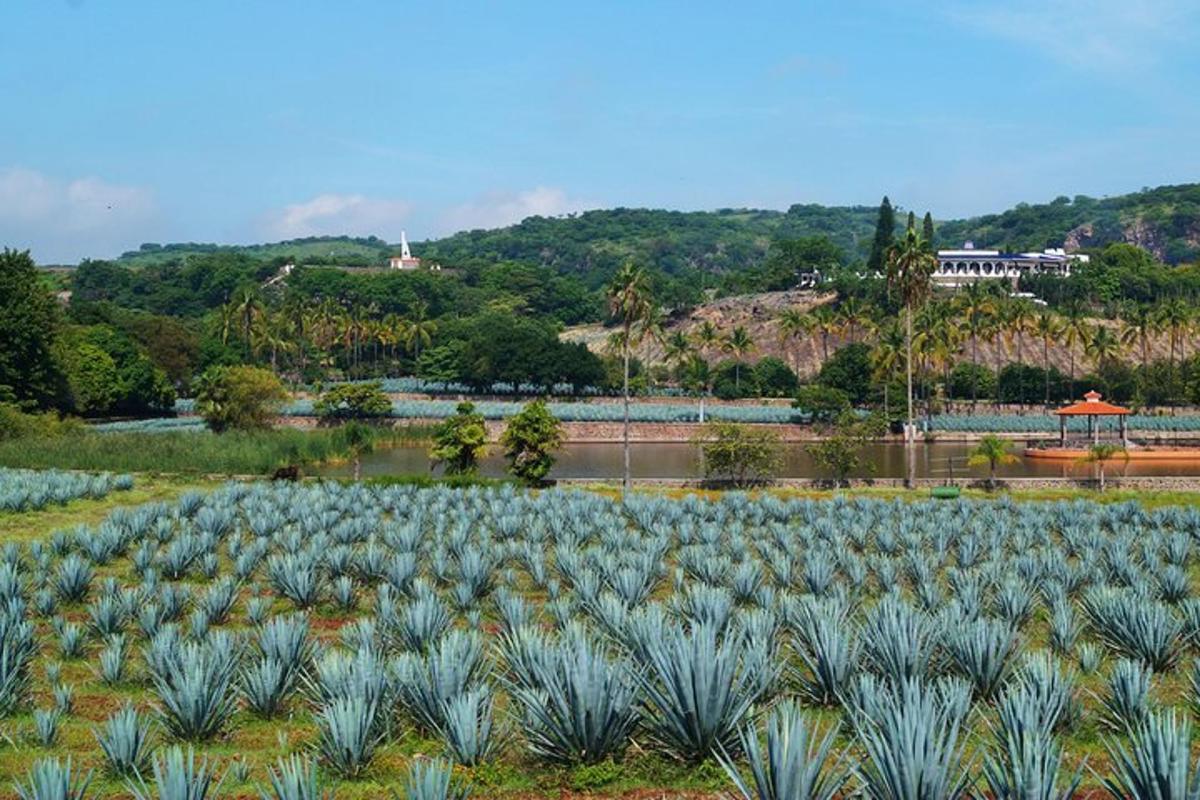 un grande campo di piante blu in un campo