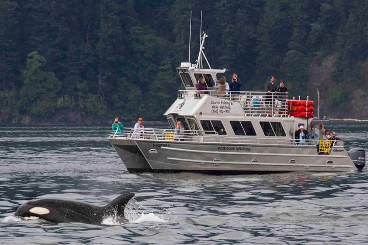 a whale swimming in the water next to a boat