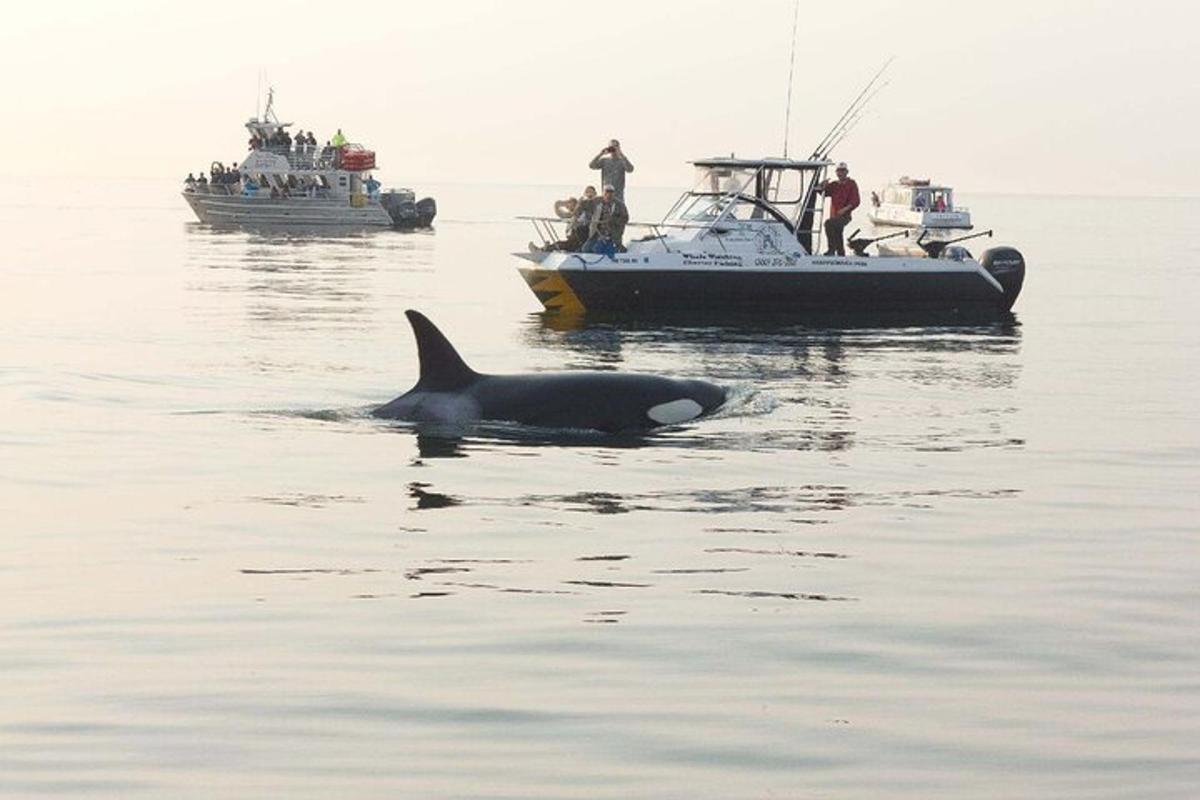 a whale swimming in the water next to a boat