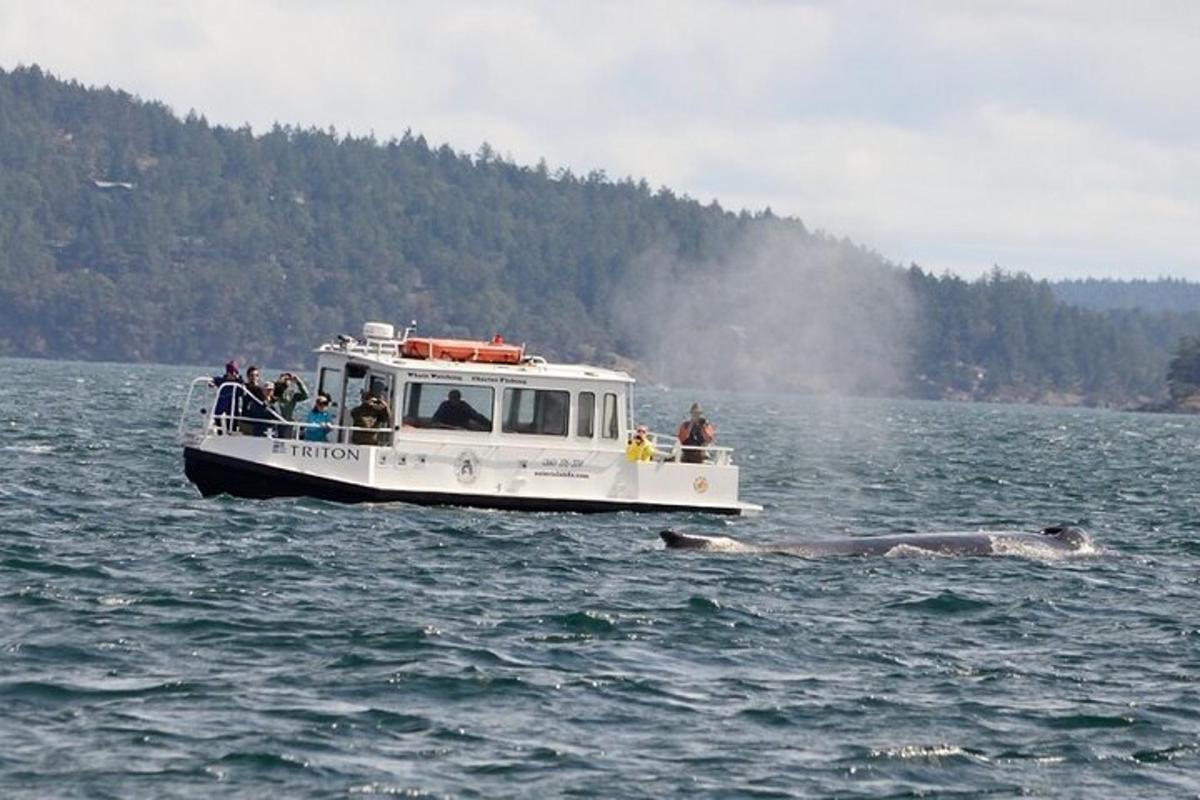 a whale swimming in the water next to a boat