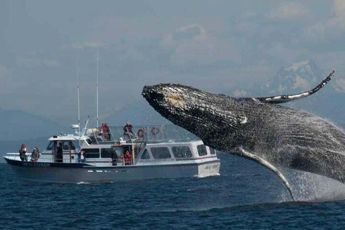 a whale jumping out of the water next to a boat