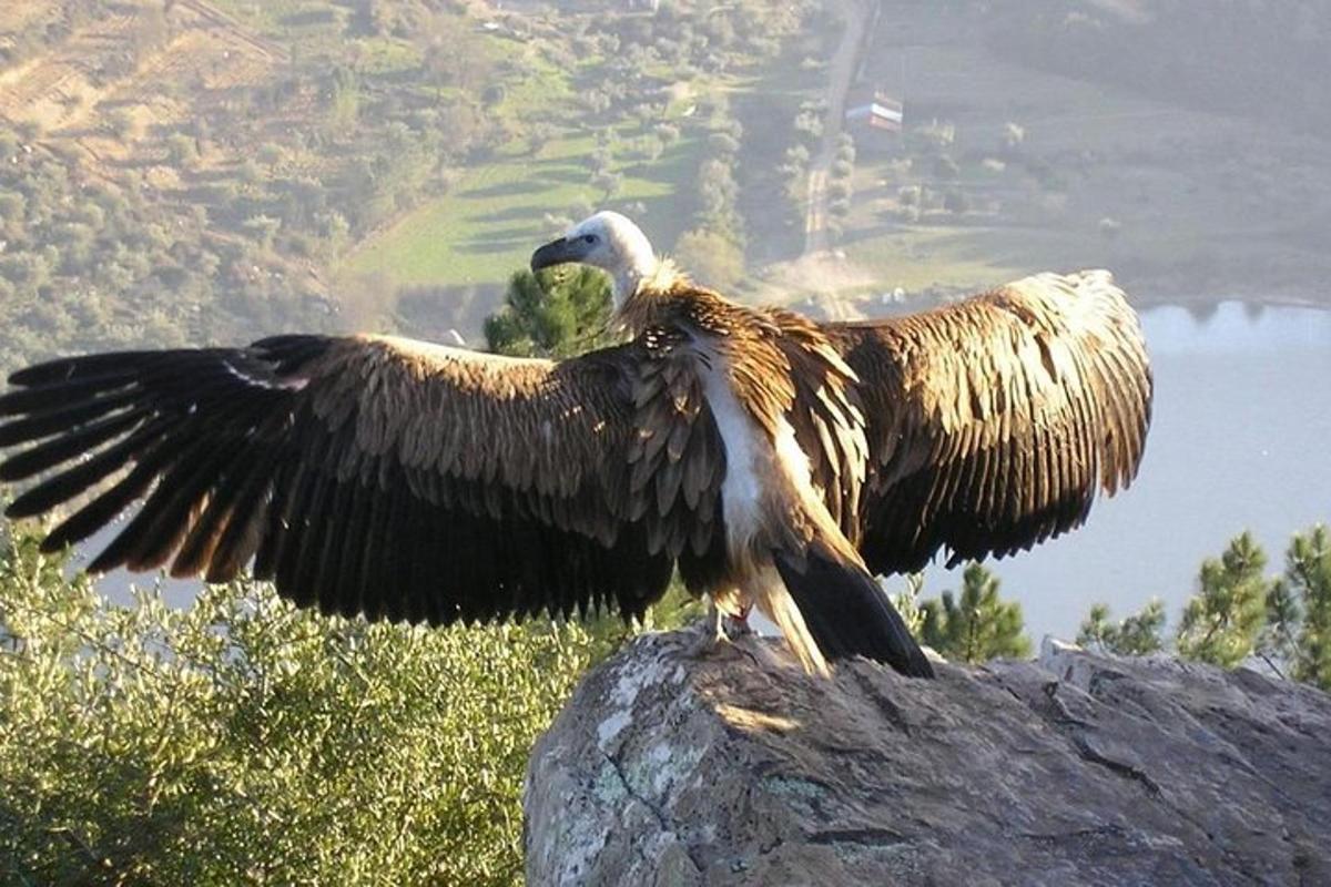 due grandi uccelli seduti in cima a una roccia