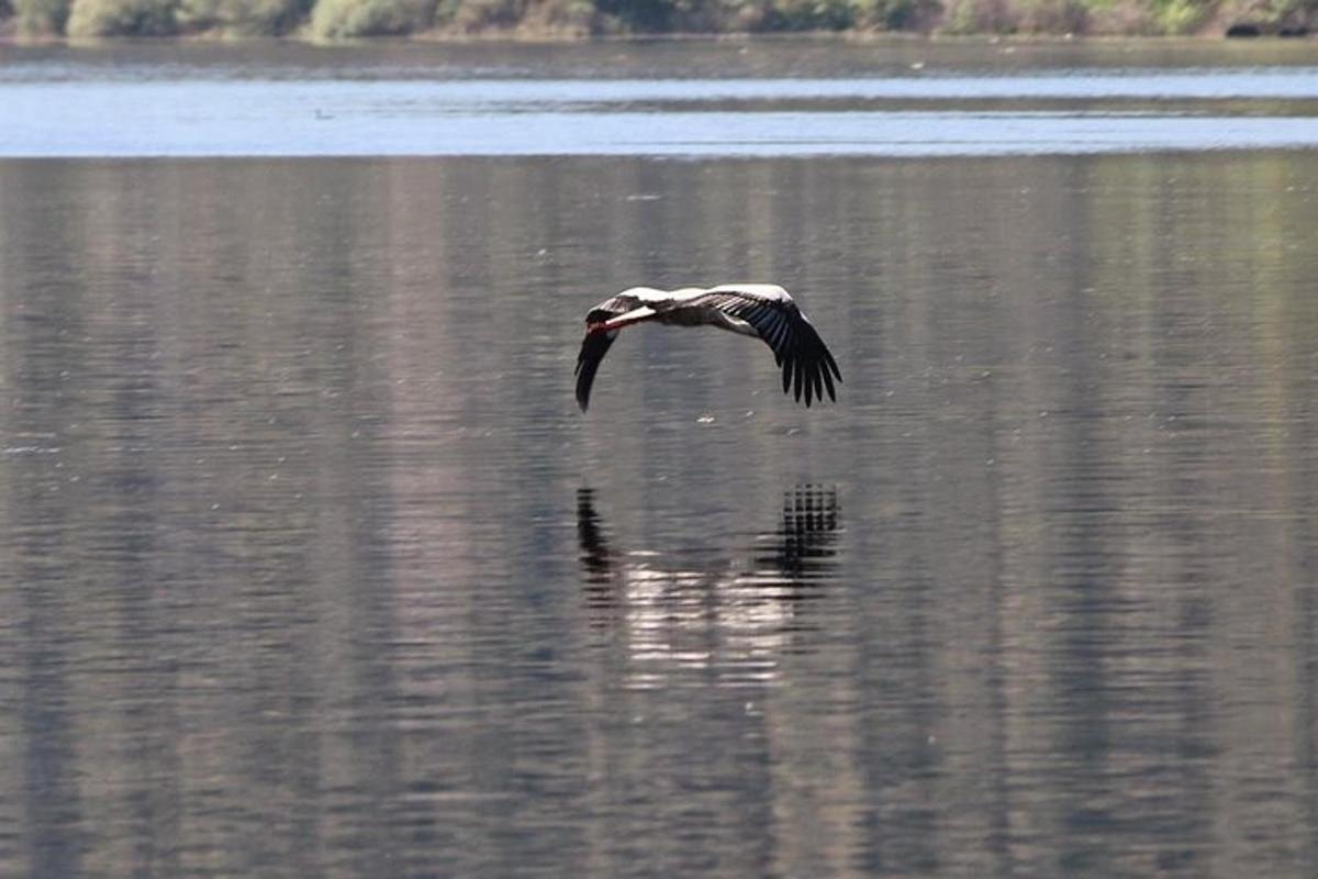 un uccello che vola sopra uno specchio d'acqua
