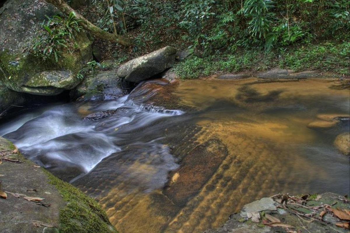 aliran air dengan bebatuan di hutan
