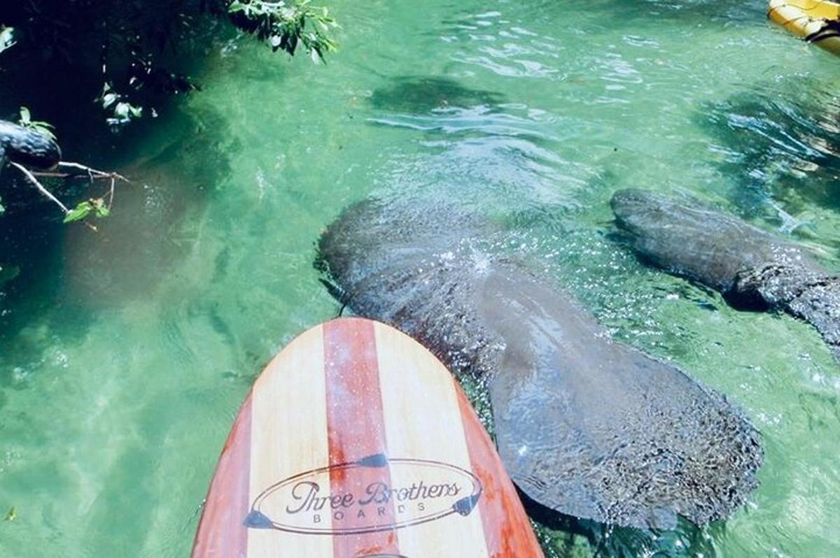 a surfboard in the water next to an elephant
