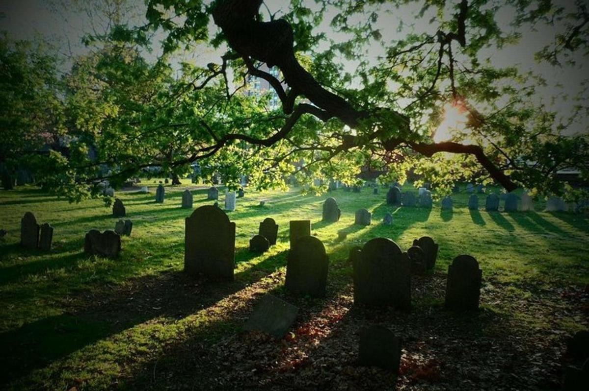 un cimitir cu un copac și o mulțime de pietre funerare