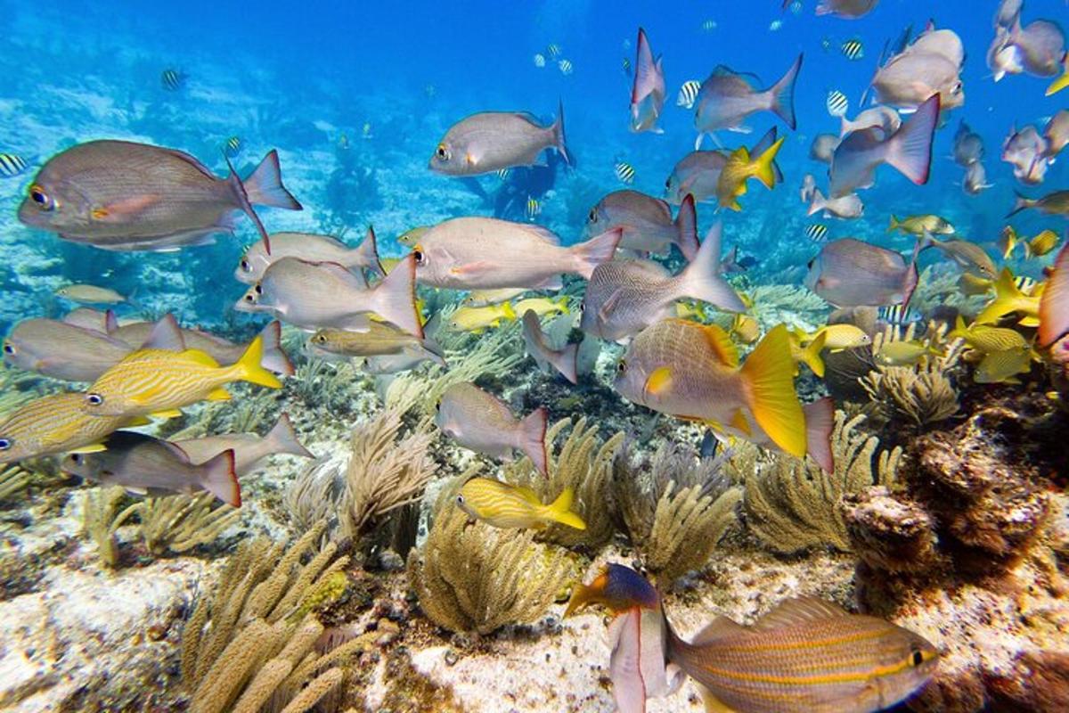 a group of fish on a coral reef