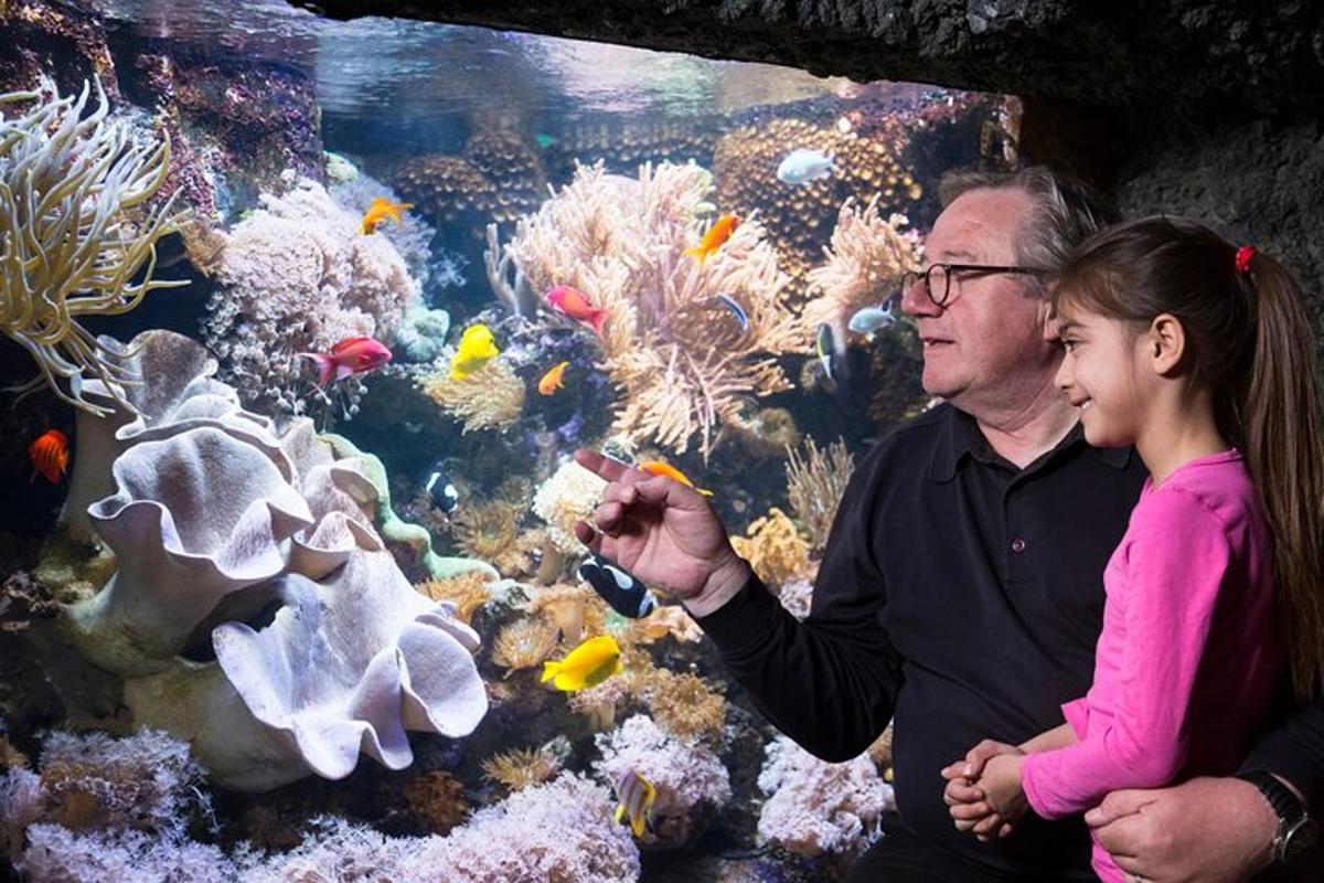 a man and a little girl looking at an aquarium