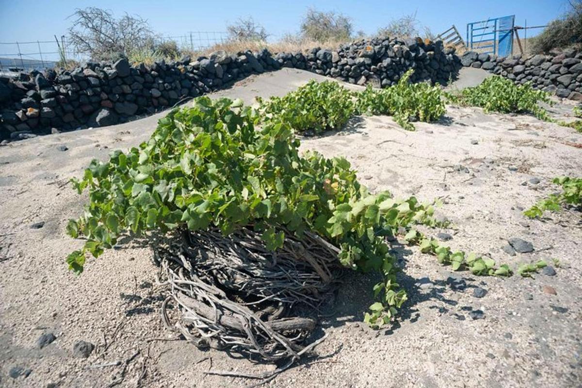 岩壁の前の砂の中に生える植物