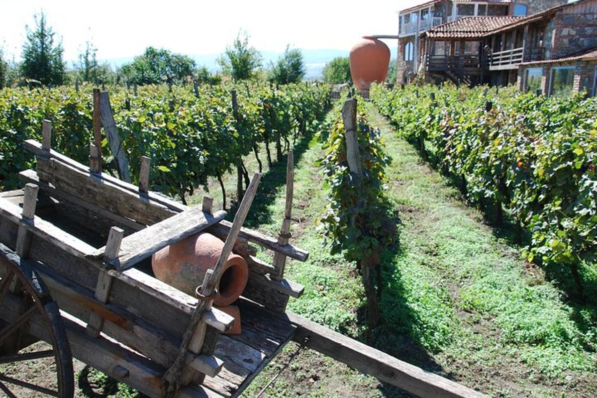 dřevěná lavička ve vinici s hrozen