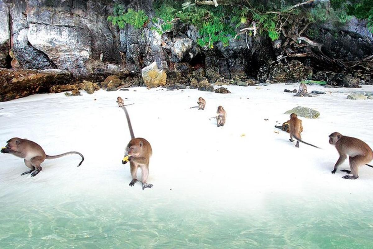 un gruppo di scimmie in piedi nell'acqua
