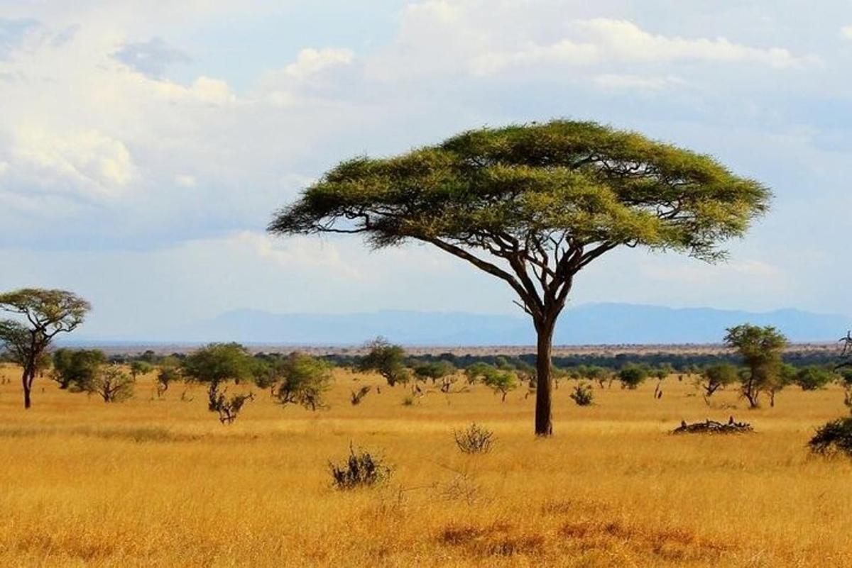 a acacia tree in the middle of a field