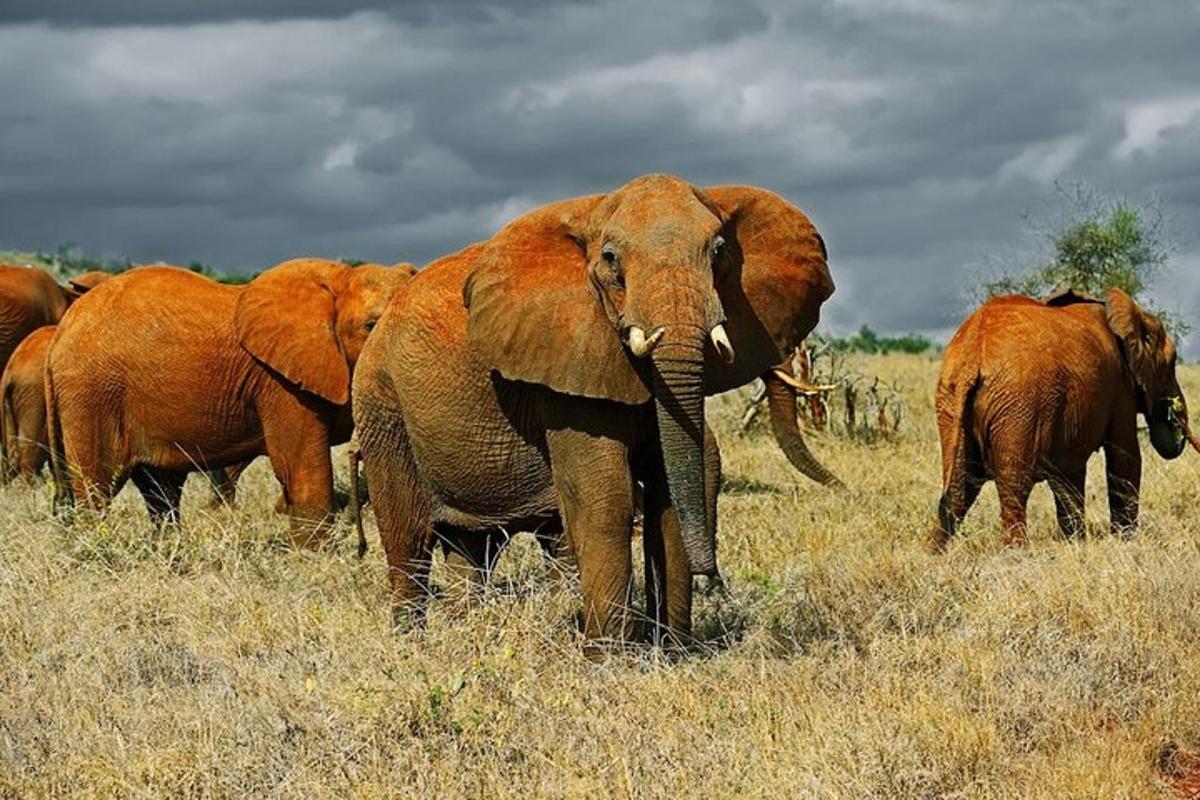 a herd of elephants standing in a field